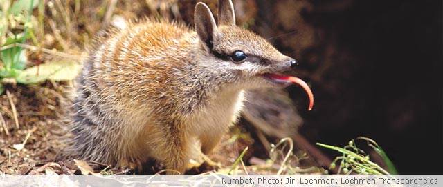 ecard-banner-numbat.jpg